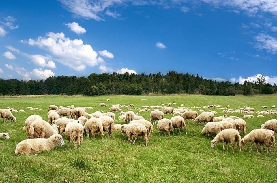 Pensjonat Nogueira Country House Fundão Zewnętrze zdjęcie