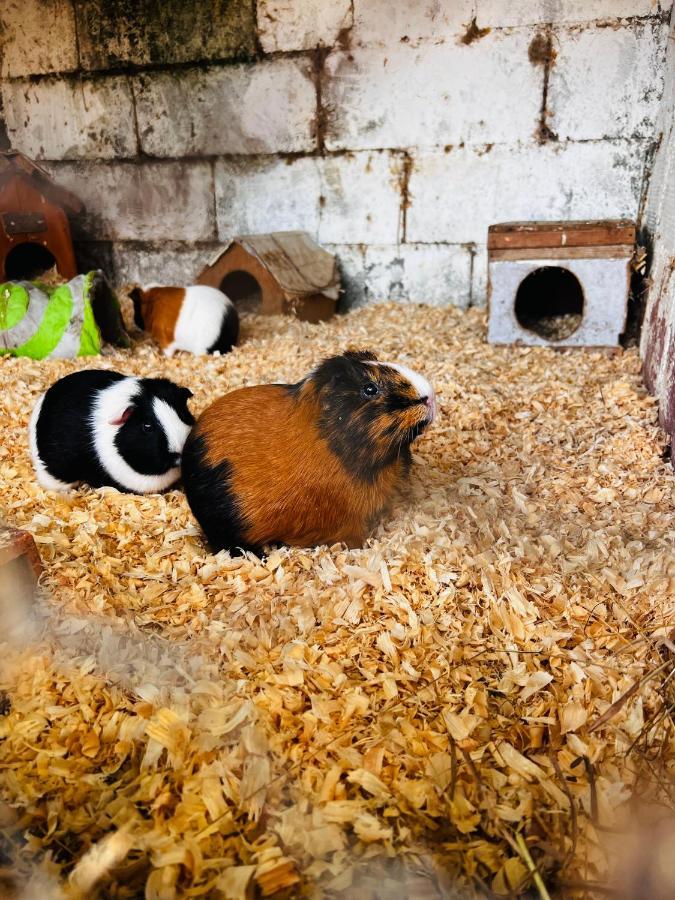 Pensjonat Nogueira Country House Fundão Zewnętrze zdjęcie